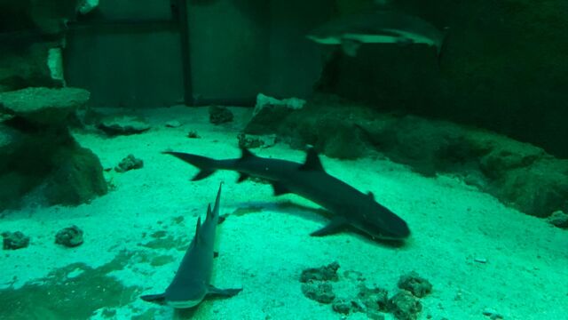 Faustino en el Oceanogràfic
