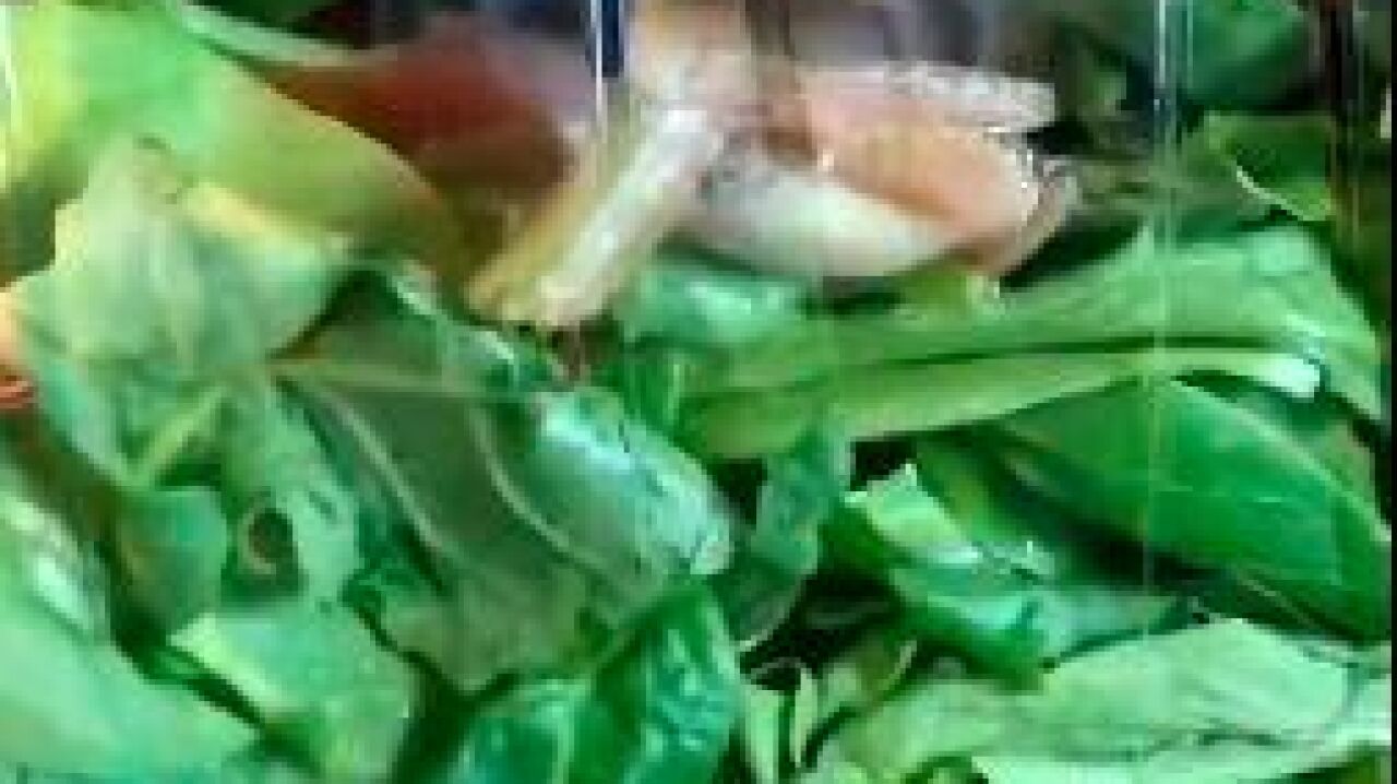 Encuentran un rana viva en el interior de una ensalada envasada