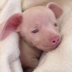 Pigle: el cachorrito sordo y ciego que es todo un ejemplo de superación