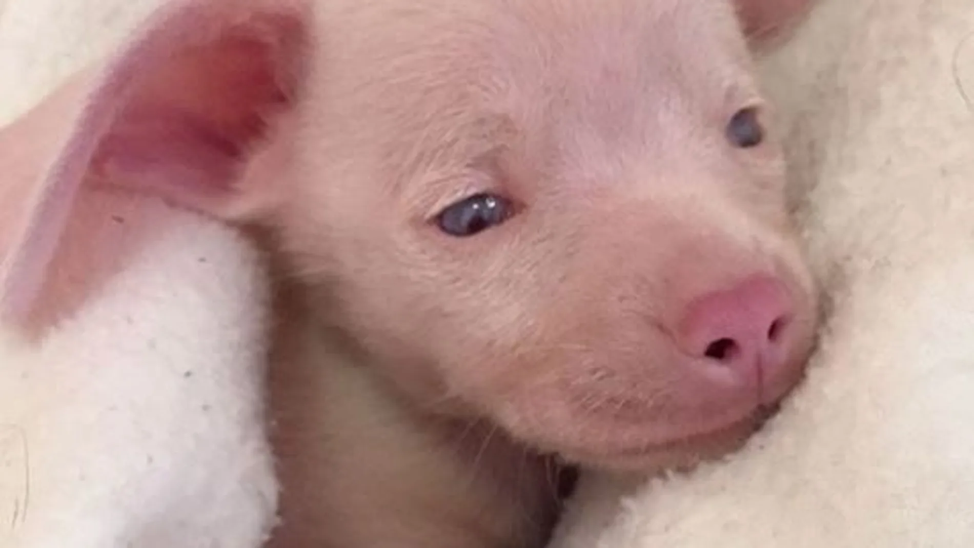 Pigle: el cachorrito sordo y ciego que es todo un ejemplo de superación