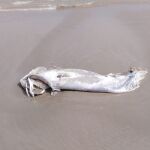 Sanidad alerta de la llegada de atunes muertos a las playas