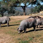 Quedan menos de 6.000 reproductores de cerdo ibérico, cuando a mediados del siglo XIX existían más de 500.000 / Foto: La Razón