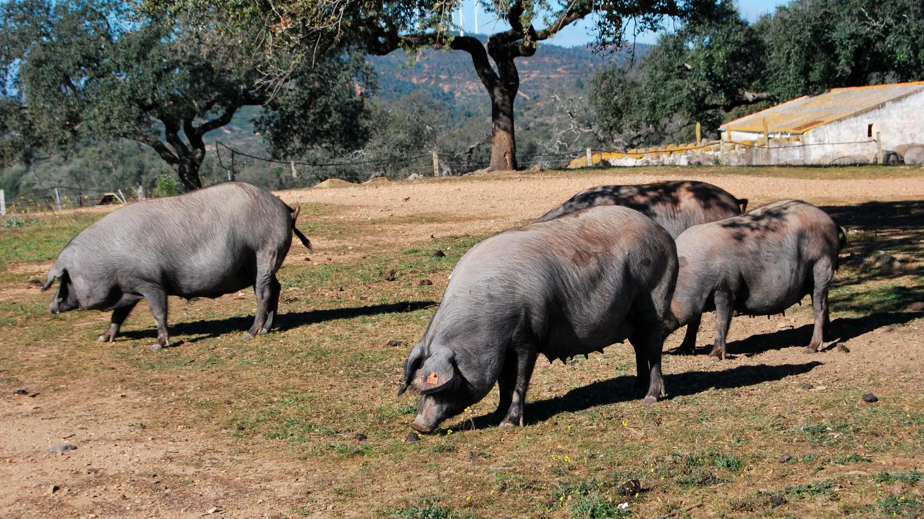 Quedan menos de 6.000 reproductores de cerdo ibérico, cuando a mediados del siglo XIX existían más de 500.000 / Foto: La Razón