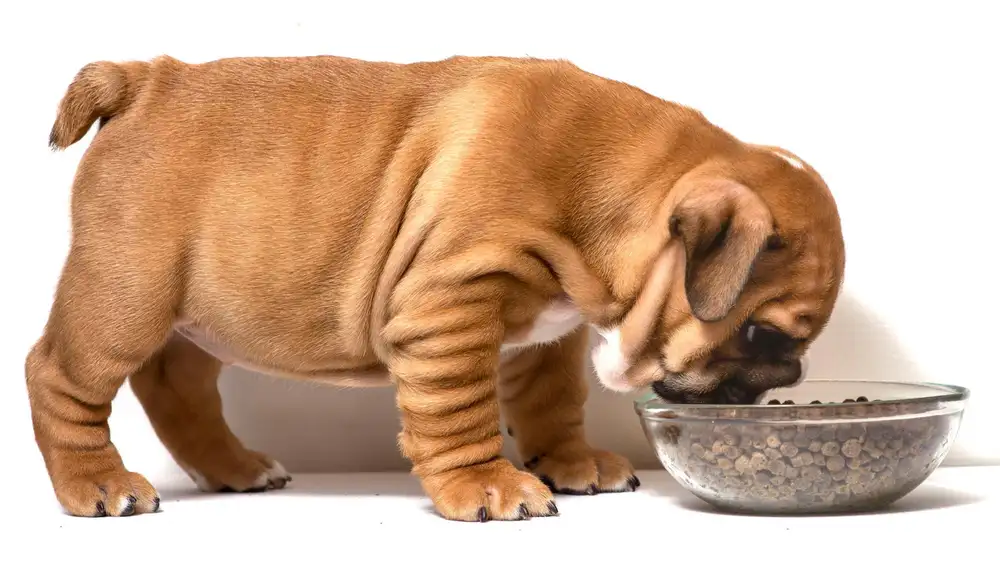 Un perro comiendo pienso