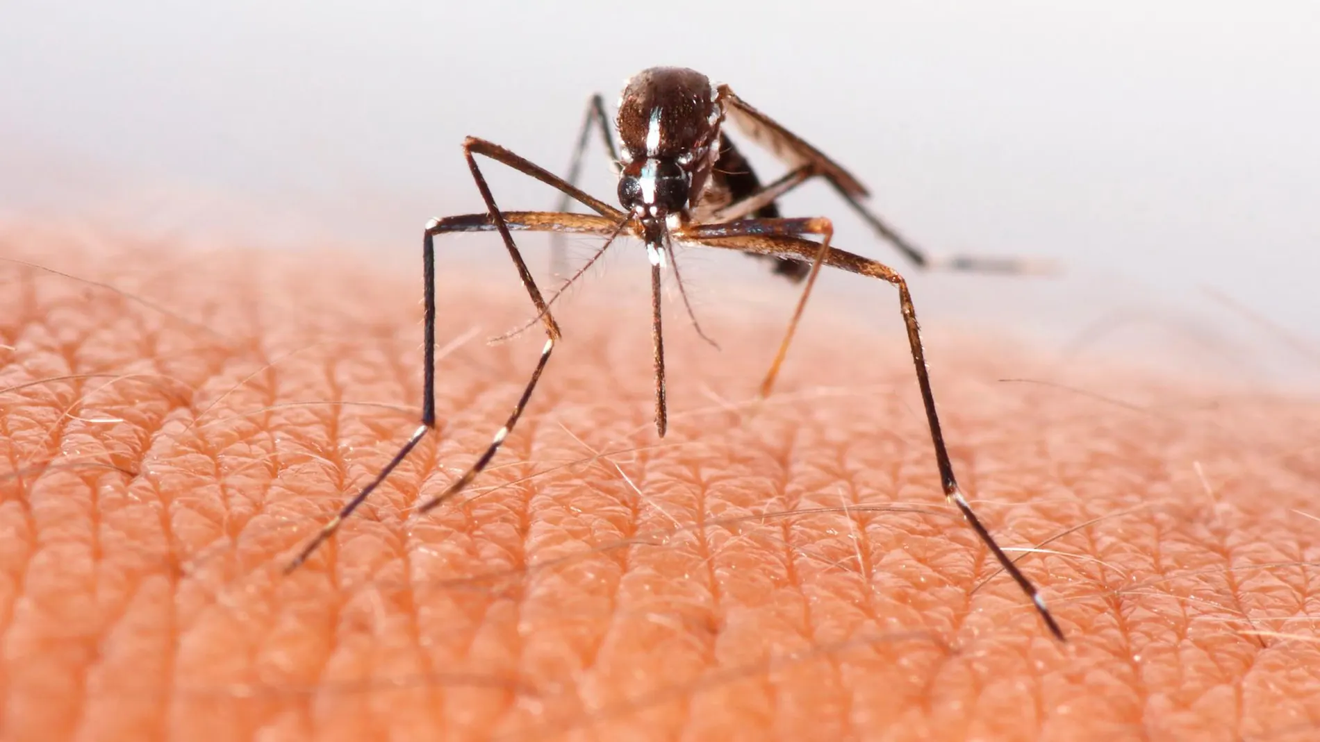 A las mosquitos hembra les atrae más el sudor y el olor particular de ciertas personas