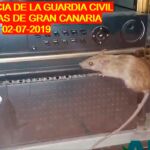 Una rata se pasea por uno de las emisoras de radio de la Comandancia de la Guardia Civil de Las Palmas de Gran Canaria