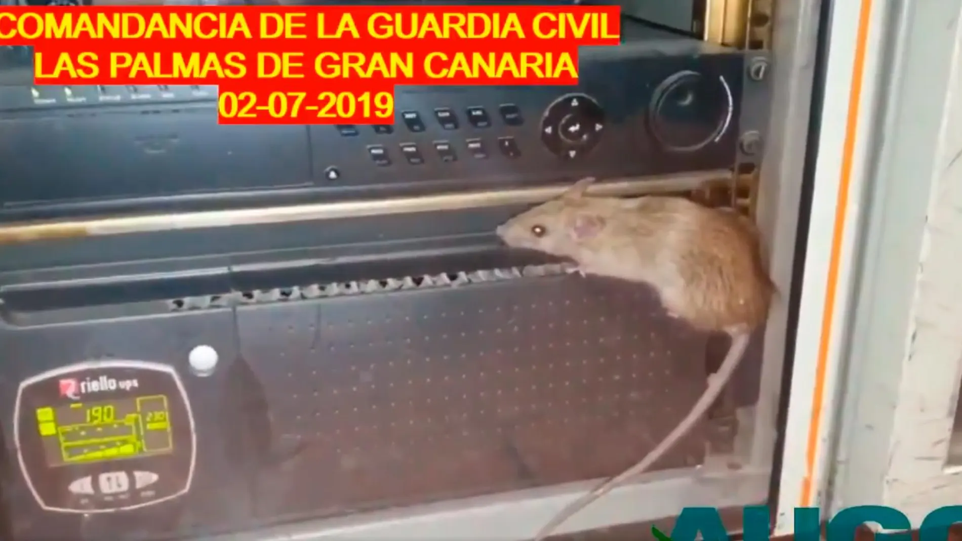 Una rata se pasea por uno de las emisoras de radio de la Comandancia de la Guardia Civil de Las Palmas de Gran Canaria