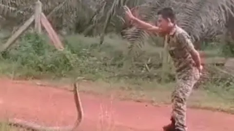 El hombre consigue que la cobra se mantenga inmóvil en todo momento