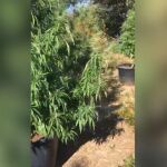 La Guardia Civil ha localizado más de 1.000 plantas