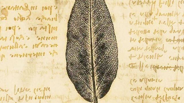 Estudio de una hoja en un manuscrito del artista renacentista