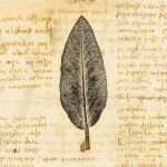 Estudio de una hoja en un manuscrito del artista renacentista