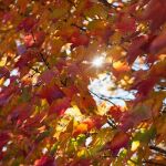 El lunes llega el otoño/Gtres