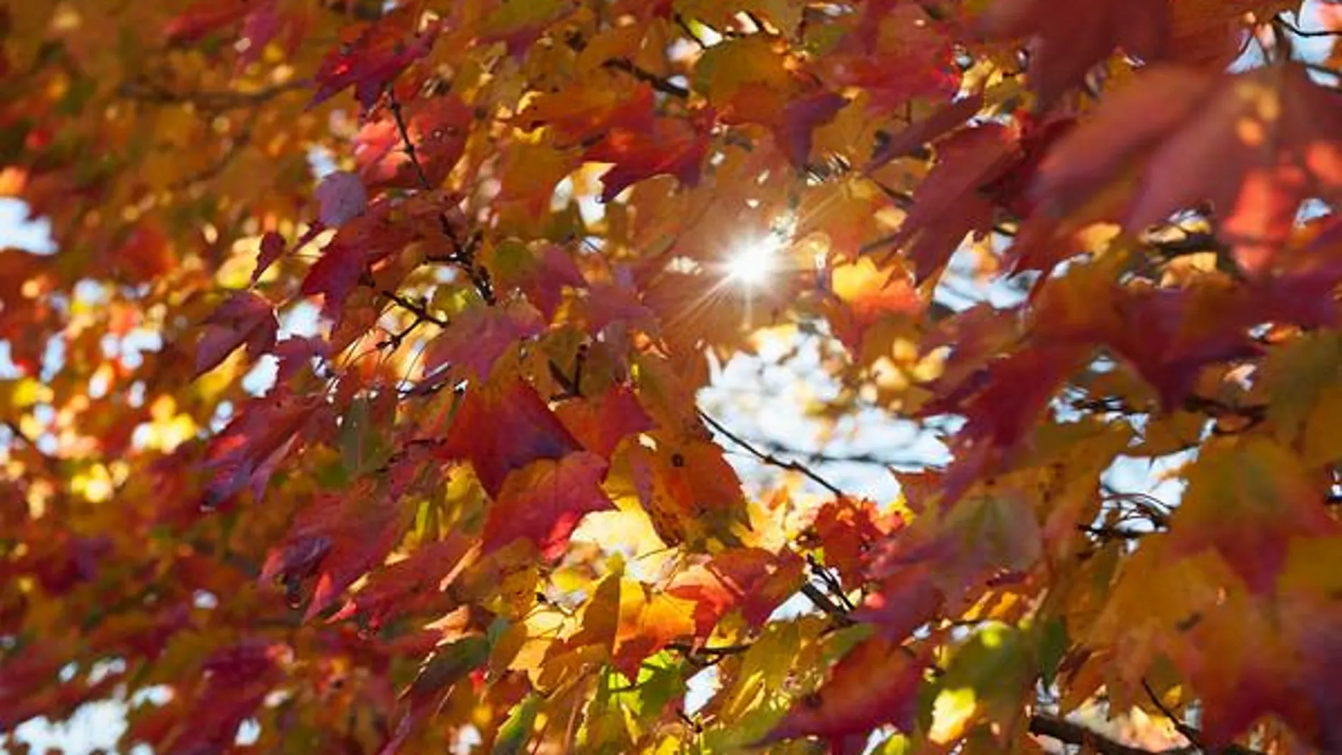 El lunes llega el otoño/Gtres