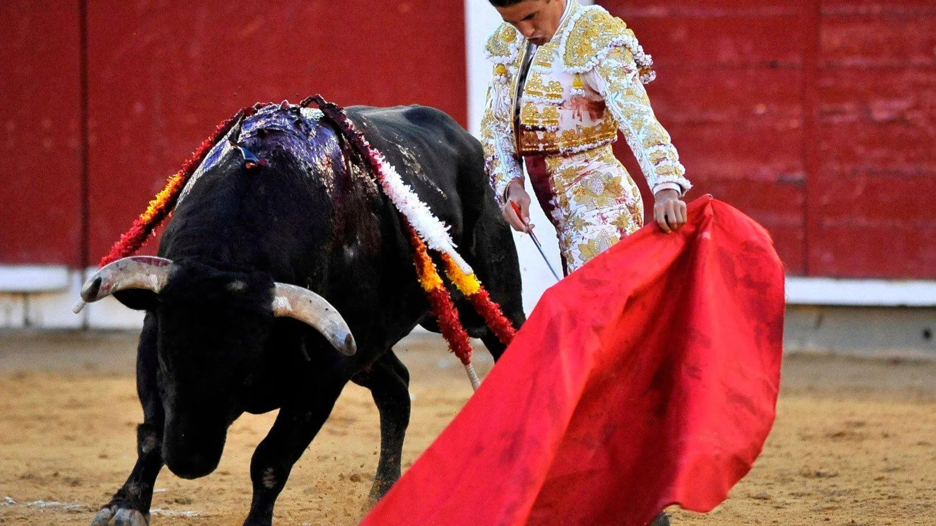 El torero Diego Carretero da un pase con la muleta a uno de los de su lote. Foto: EFE/Manuel Podio
