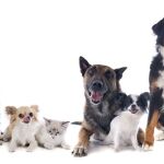 Las razones por las que debes llevar al veterinario a tu mascota de forma regular