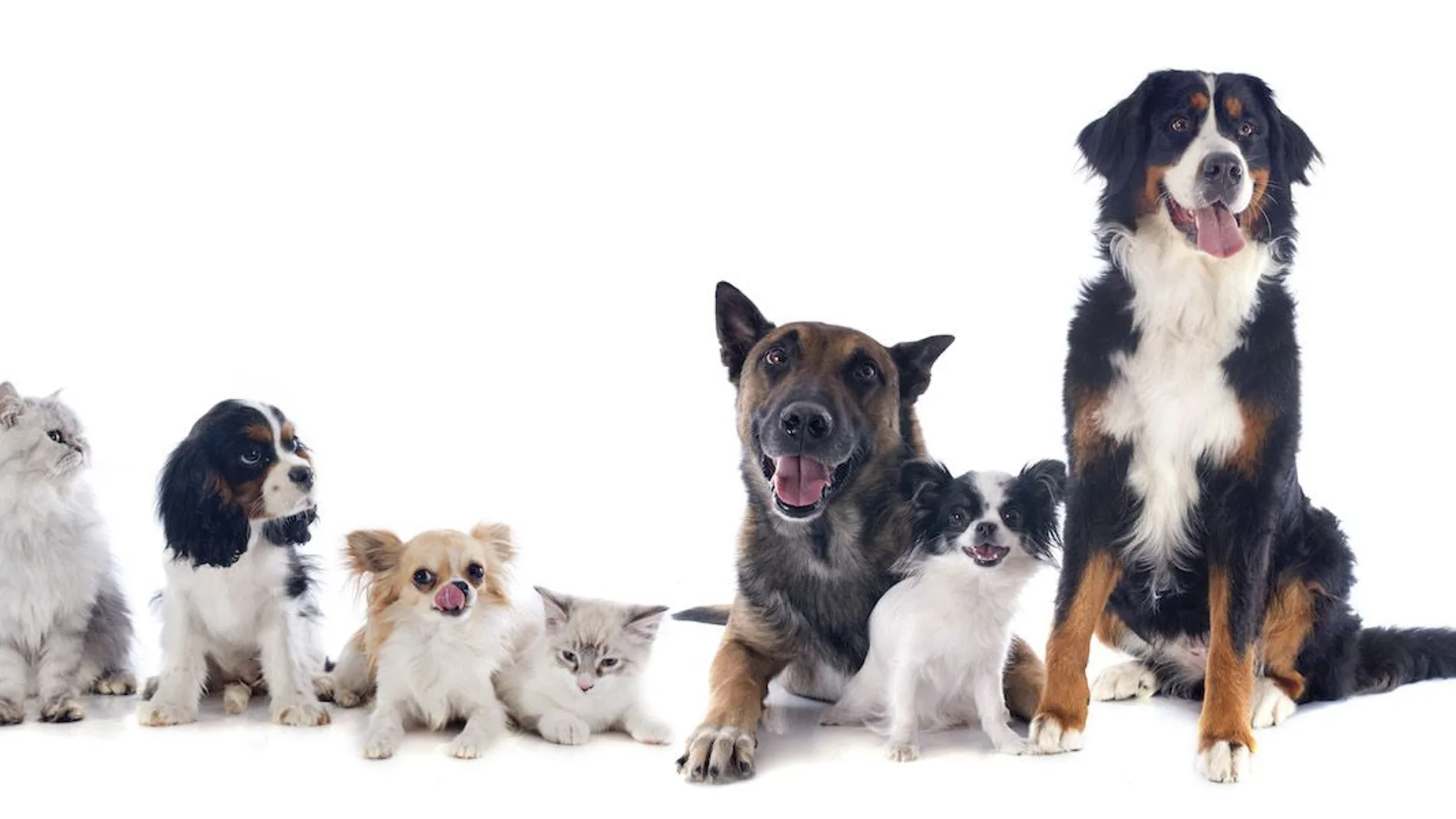 Las razones por las que debes llevar al veterinario a tu mascota de forma regular