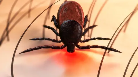 El virus de la fiebre hemorrágica Crimea-Congo se puede transmitir a través de la picadura de una garrapata