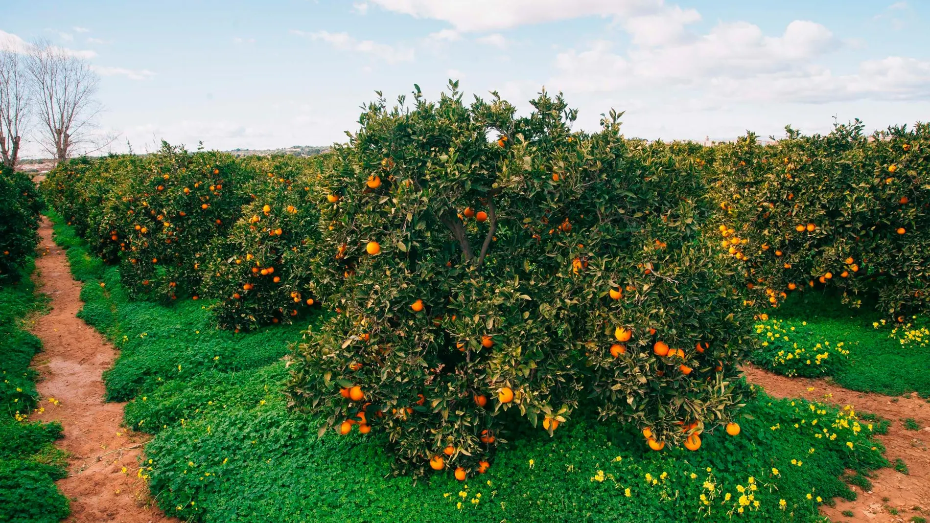 Campo de naranjos valencianos