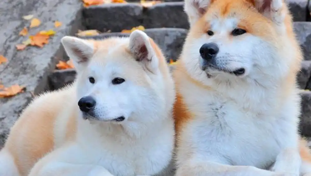 Dos perros de la raza ‘akita inu’