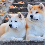 Dos perros de la raza ‘akita inu’