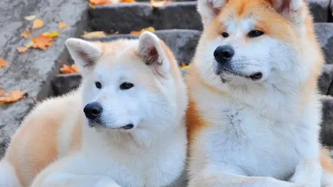 Dos perros de la raza ‘akita inu’