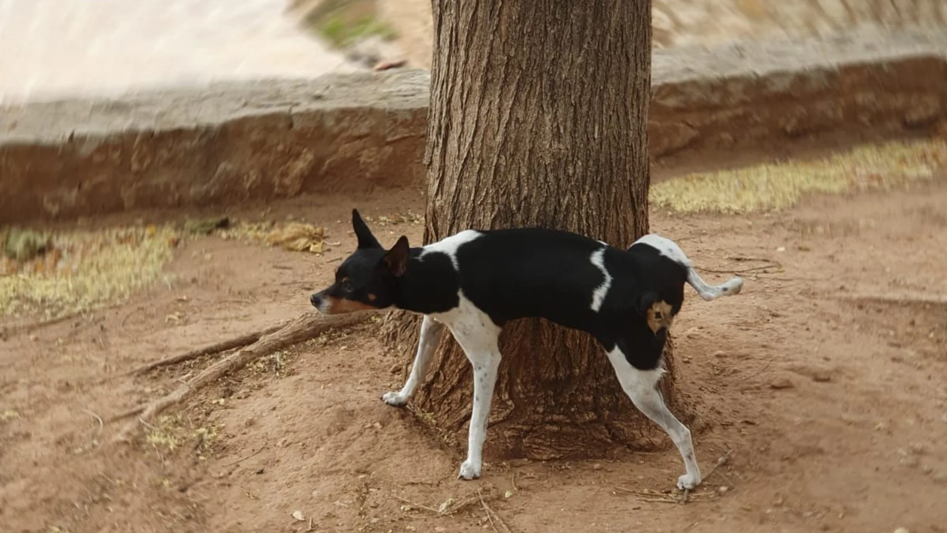 València obligará a los propietarios de perros a limpiar los orines con agua