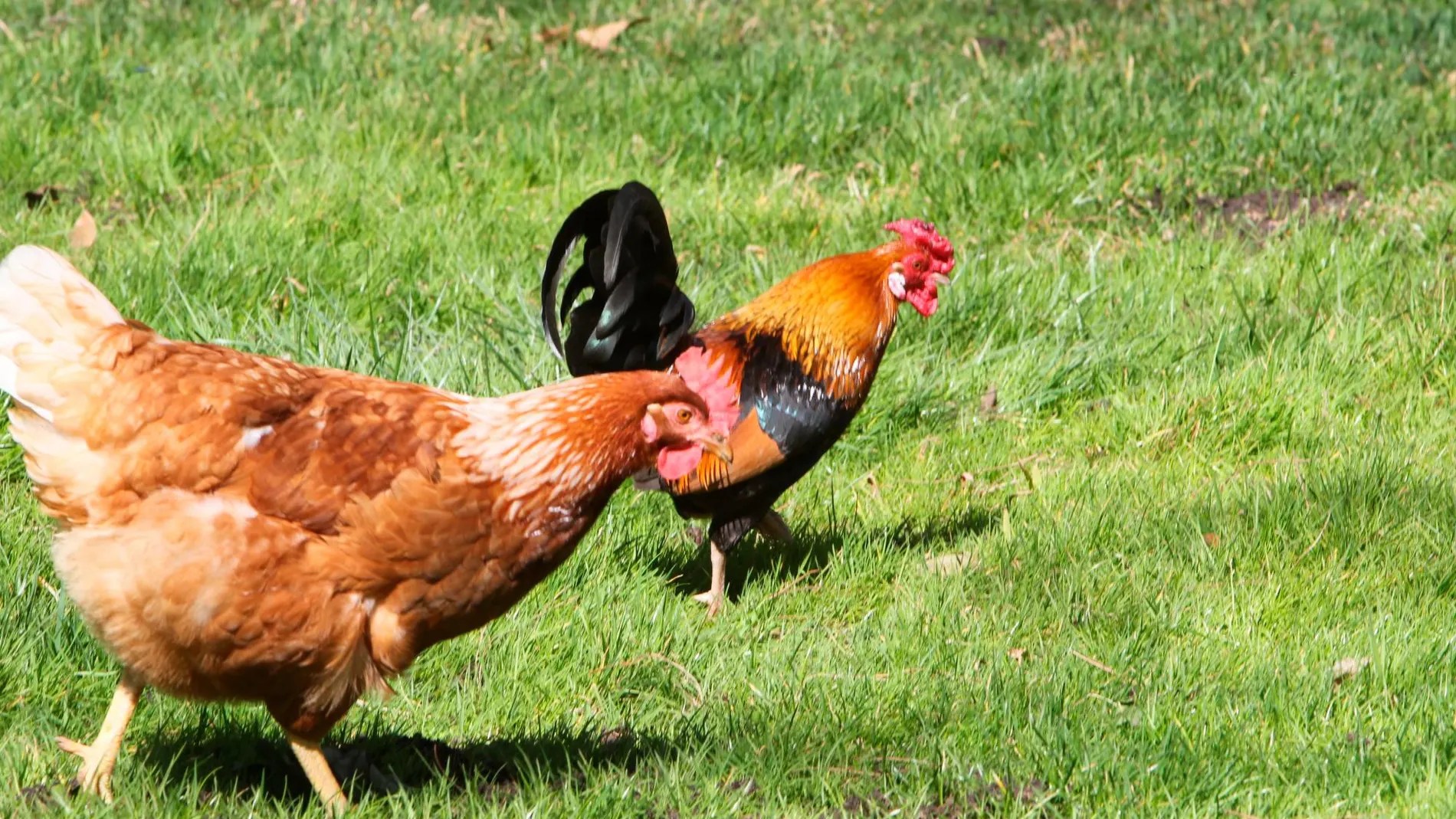 Al propietario de un corral de Aranda de Duero le podrían multar con entre 12.001 a 300.000 euros por el canto de su gallo