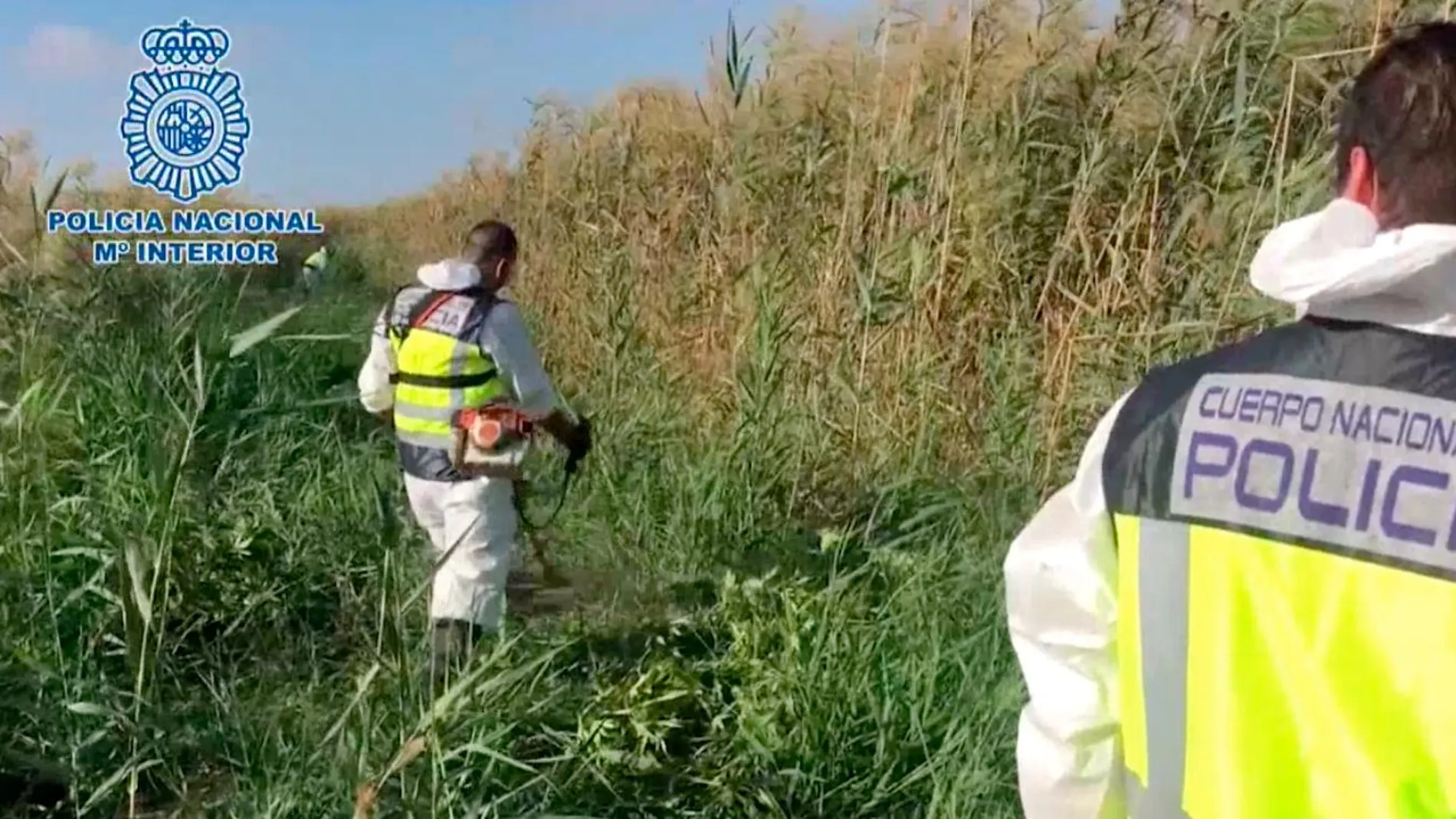 La policía desbrozó la plantación de marihuana