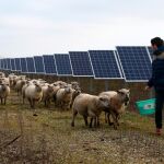 Una explotación ganadera que comparte espacio con panales solares