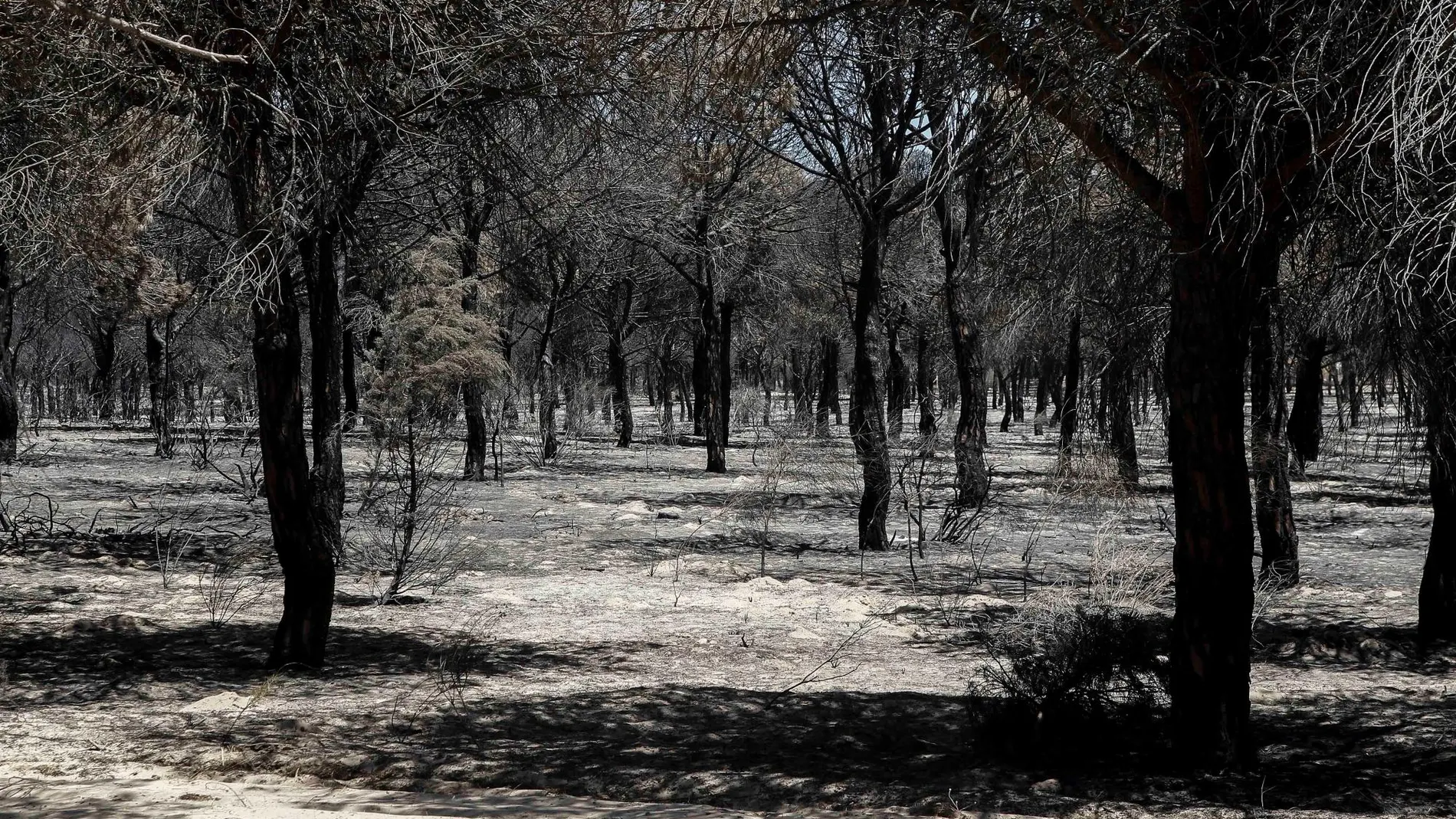 El grueso de los trabajos de reforestación de la zona afectada comenzará en otoño / Foto: Manuel Olmedo