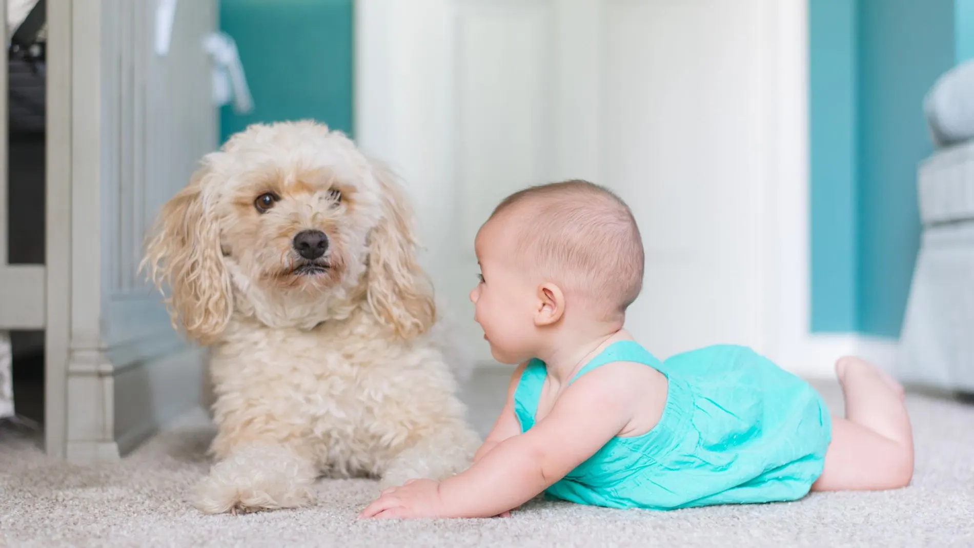 ¿Niños o perros? Los españoles lo tienen claro