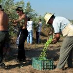 Los cultivos del olivo suponen un tercio de la explotación agroindustrial y son la «columna vertebral» de Andalucía