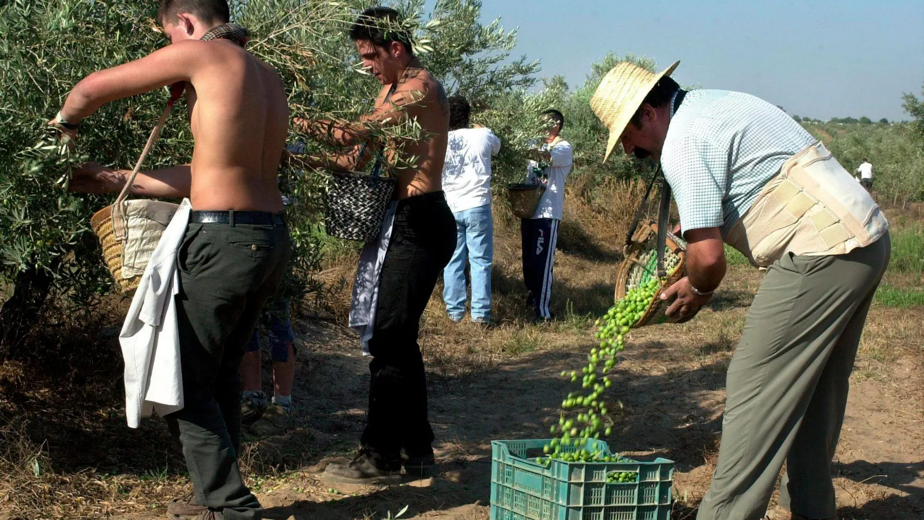 Los cultivos del olivo suponen un tercio de la explotación agroindustrial y son la «columna vertebral» de Andalucía