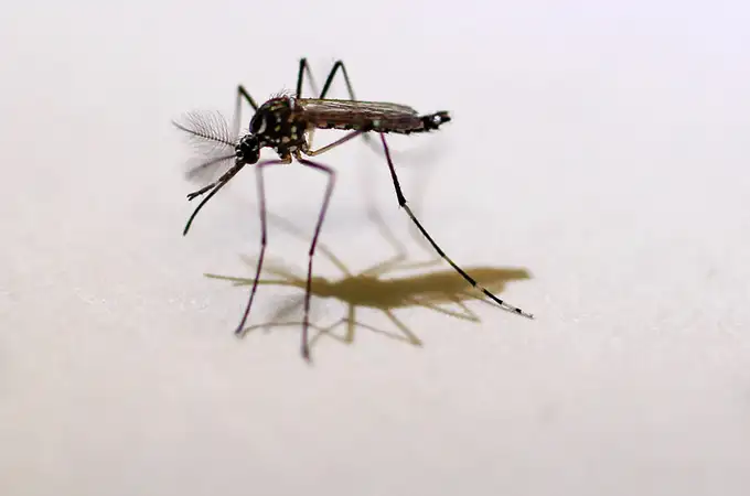 El nuevo invento de Lidl contra los mosquitos