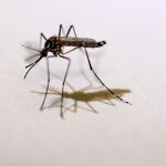 Las picaduras de los mosquitos siguen siendo una plaga mundial