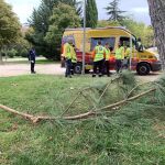 Ramas del pino desde el que se ha caído el hombre en el parque Rodríguez Sahagún