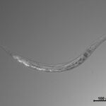 Esta especie de nematodo recién descubierta se considera un extremófilo: prospera en condiciones de alto contenido de sal, alto pH y alto contenido de arsénico que de otro modo serían hostiles para la vida. Pero es sorprendentemente versátil porque también puede vivir en condiciones “normales” en el laboratorio.