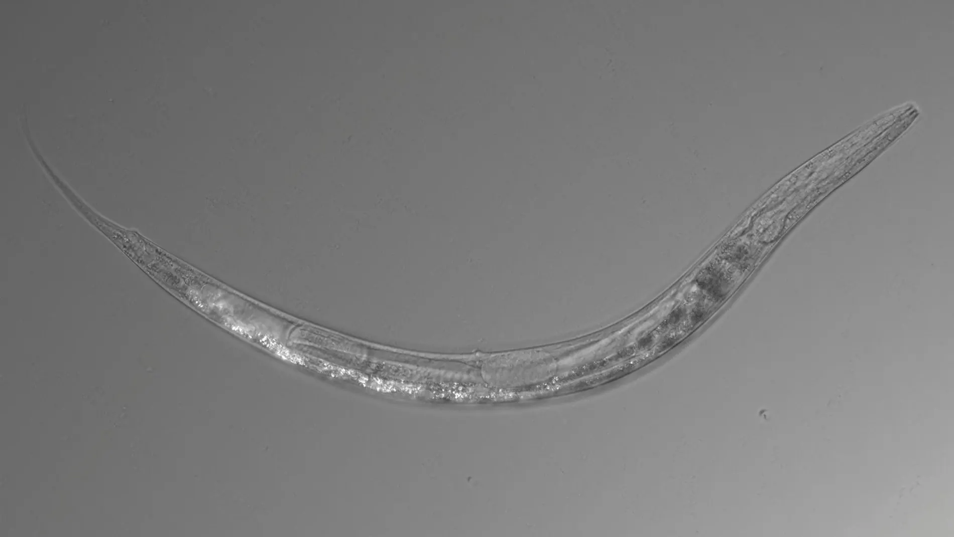 Esta especie de nematodo recién descubierta se considera un extremófilo: prospera en condiciones de alto contenido de sal, alto pH y alto contenido de arsénico que de otro modo serían hostiles para la vida. Pero es sorprendentemente versátil porque también puede vivir en condiciones “normales” en el laboratorio.
