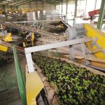 Una almazara en pleno proceso de producción del aceite de oliva / EP