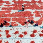 Refigiados sirios cortan y amontonan tomates para que se sequen bajo en el sol en Izmir (Turquía)