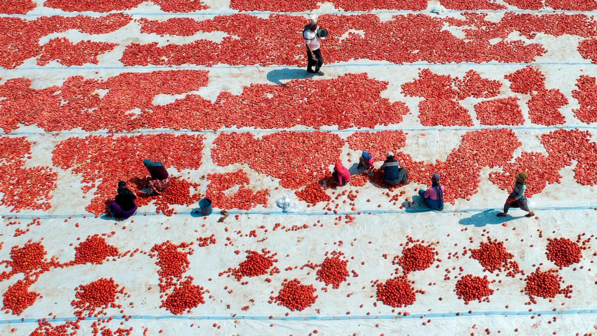 Refigiados sirios cortan y amontonan tomates para que se sequen bajo en el sol en Izmir (Turquía)