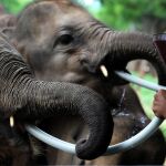 Trabajadores de una reserva forestal alimentan a crías de elefante / EFE