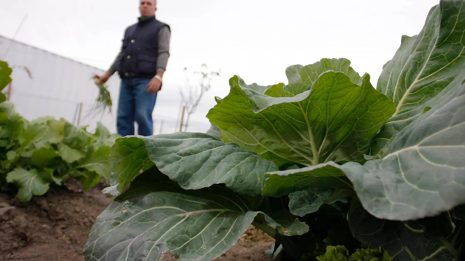 El paro bajó con respecto al mes anterior en Agricultura en 569 personas