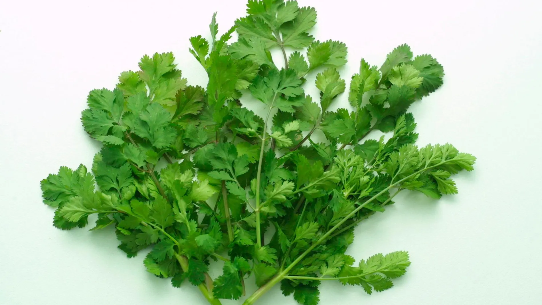 El cilantro ha sido consumido por seres humanos desde hace al menos 8.000 años. Se encontró en la tumba de Tutankamón y se cree que fue cultivada por los antiguos egipcio / Foto: Archivo