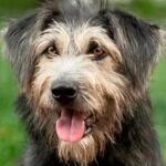 Golfo, el protagonista