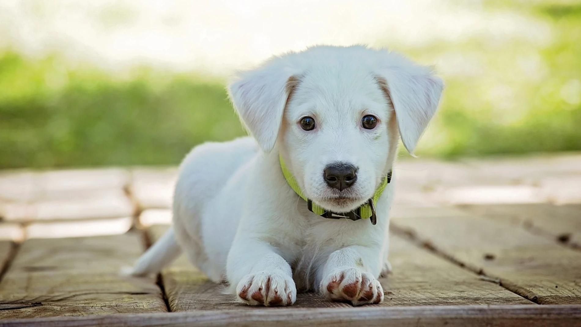 Los beneficios de tener una mascota para la salud