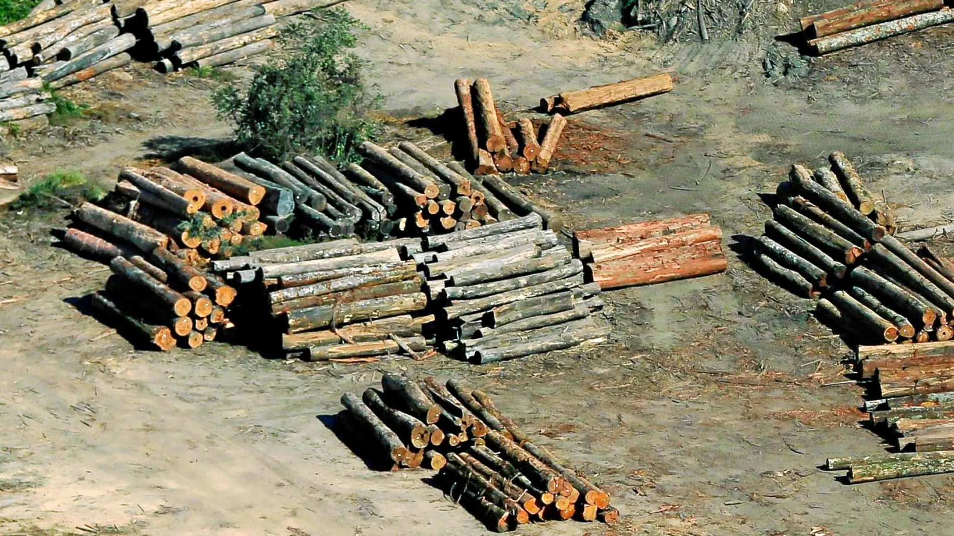 La tala ilegal de los bosques es otro grave problema que afronta desde hace décadas el Amazonas