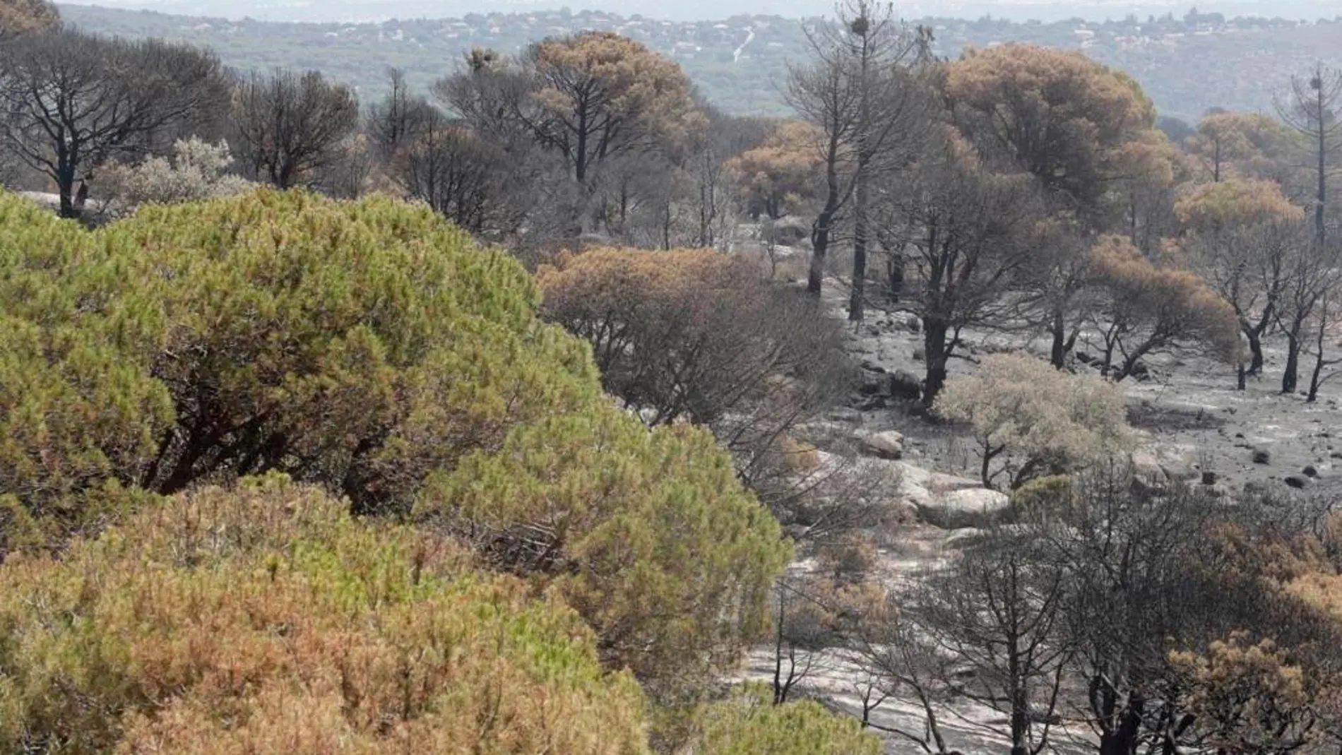 La superficie forestal quemada en 2019 fue de 3.088 hectáreas, de las que 1.407 corresponden a superficie arbolada (el 45,6%)