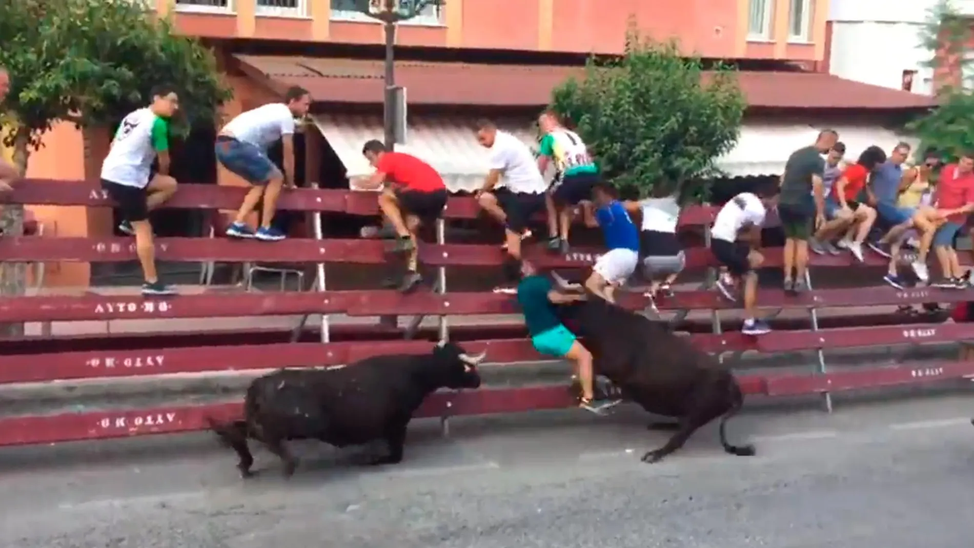 Cogida de un toro a un joven en los encierros de las fiestas de Moratalla, en Murcia / Opinión de Murcia