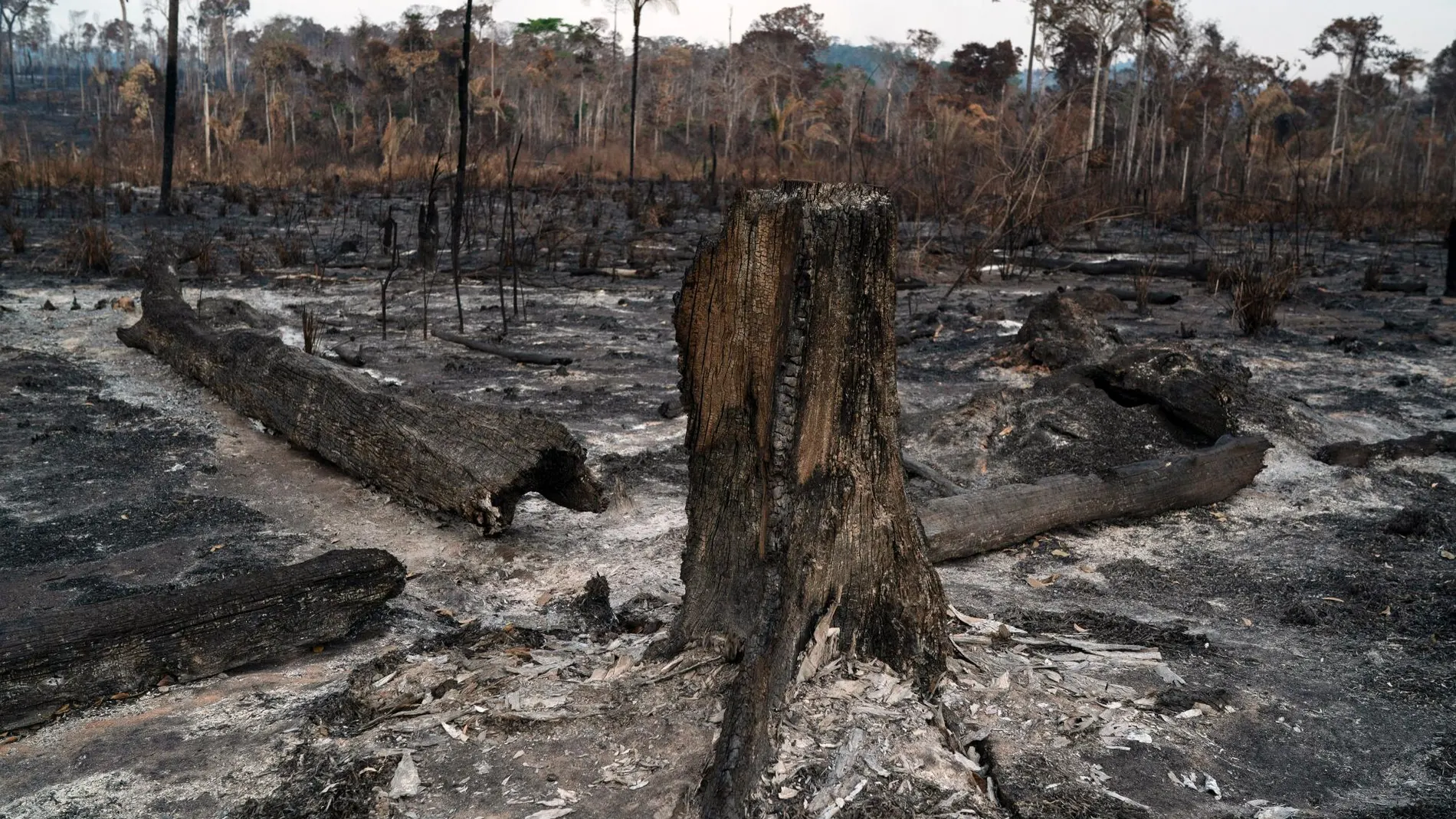 Selva amazónica devorada por el fuego en la región de Alvorada da Amazonía, en Brasil/AP